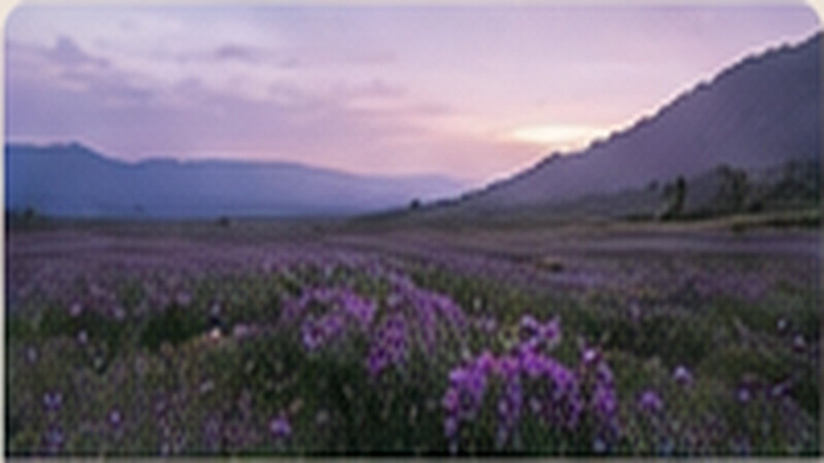 Kitulo National Park highland landscape and wildflowers, Tanzania